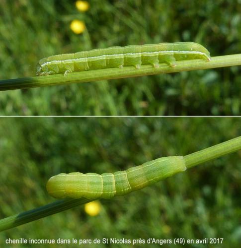 Réf. 280 725 : Aporophyla lueneburgensis